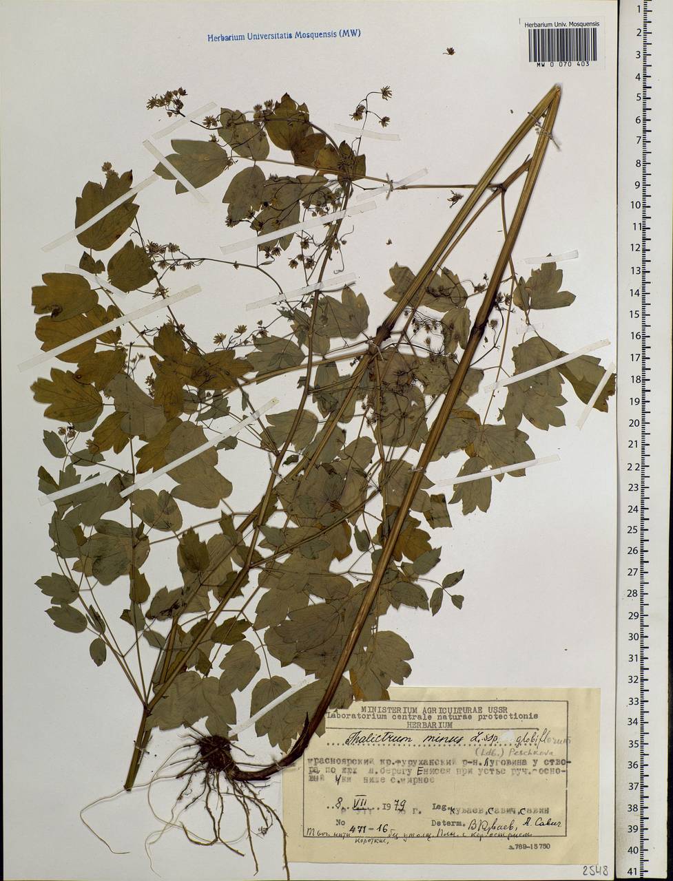 Thalictrum minus L., Siberia, Central Siberia (S3) (Russia)