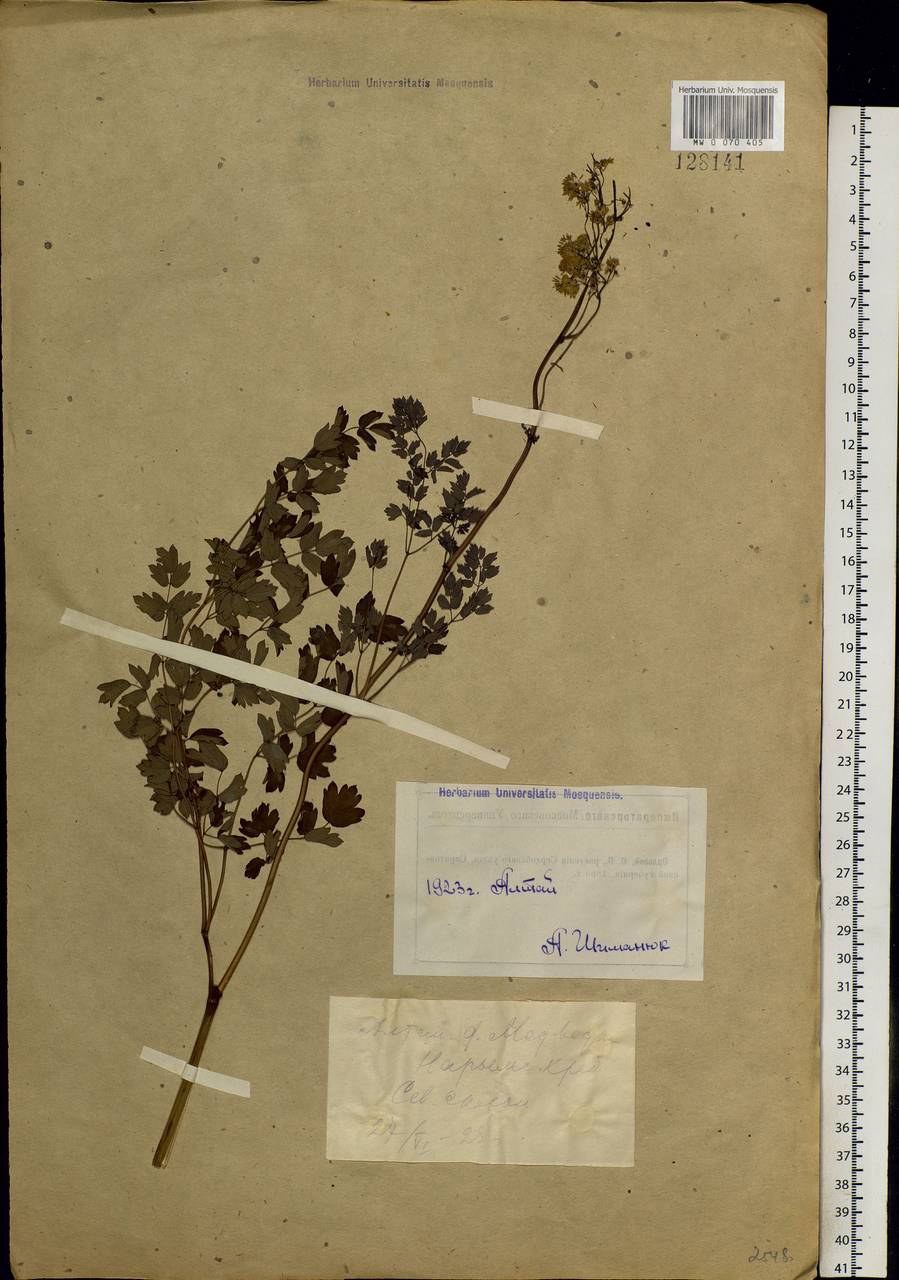 Thalictrum minus L., Siberia, Western (Kazakhstan) Altai Mountains (S2a) (Kazakhstan)