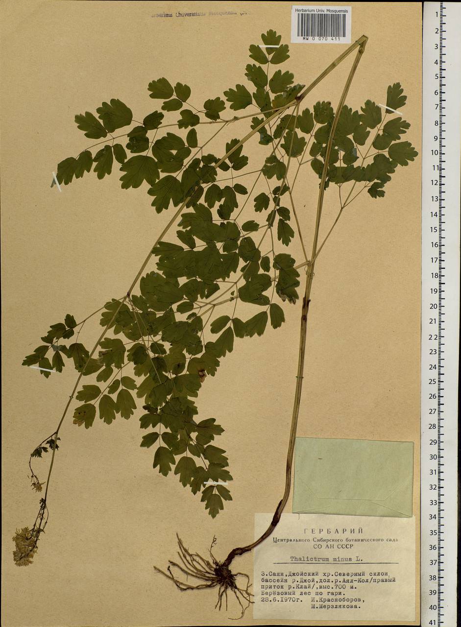 Thalictrum minus L., Siberia, Altai & Sayany Mountains (S2) (Russia)