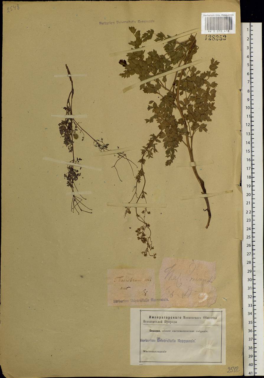 Thalictrum minus L., Siberia, Altai & Sayany Mountains (S2) (Russia)