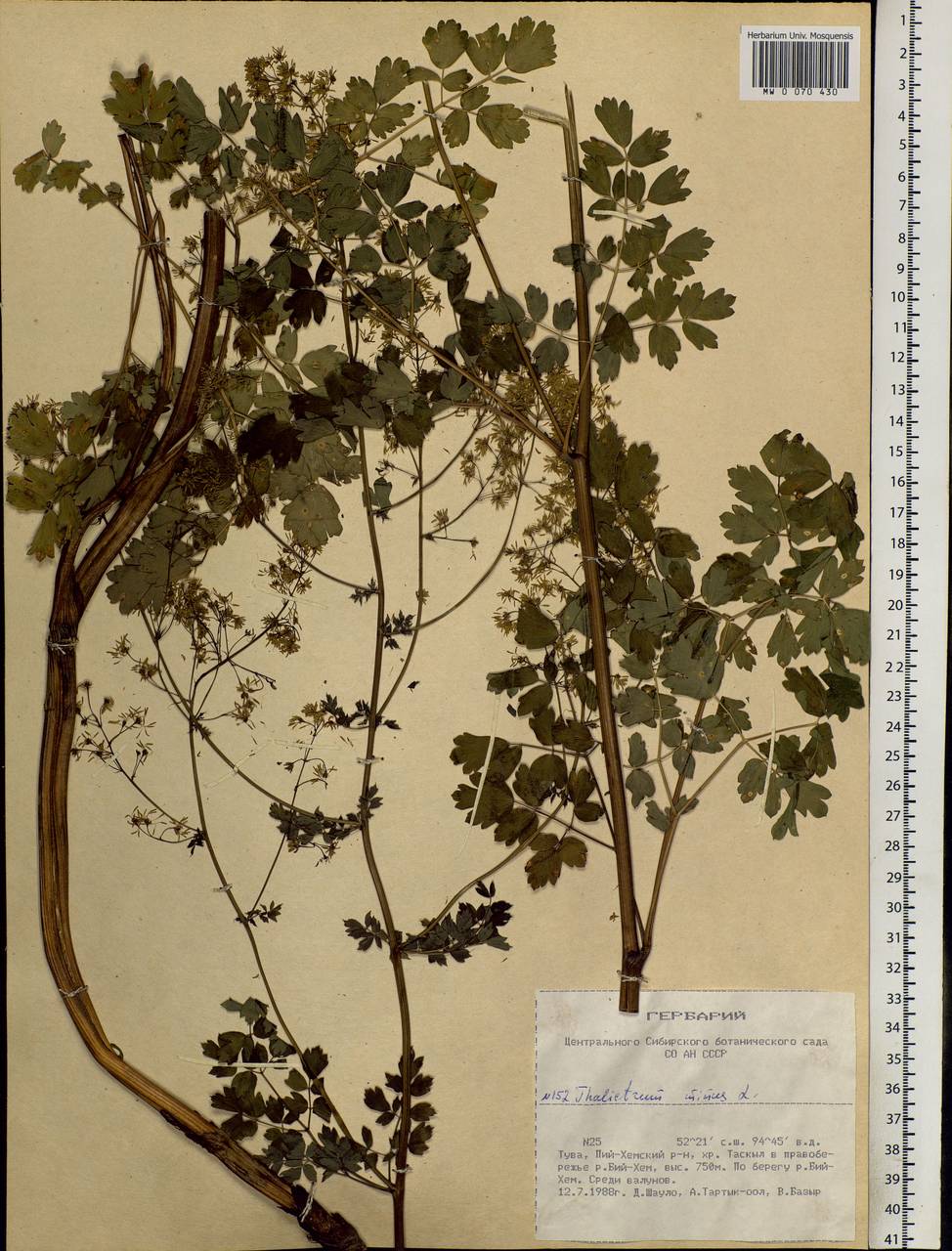 Thalictrum minus L., Siberia, Altai & Sayany Mountains (S2) (Russia)