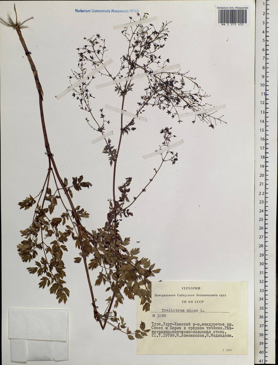 Thalictrum minus L., Siberia, Altai & Sayany Mountains (S2) (Russia)