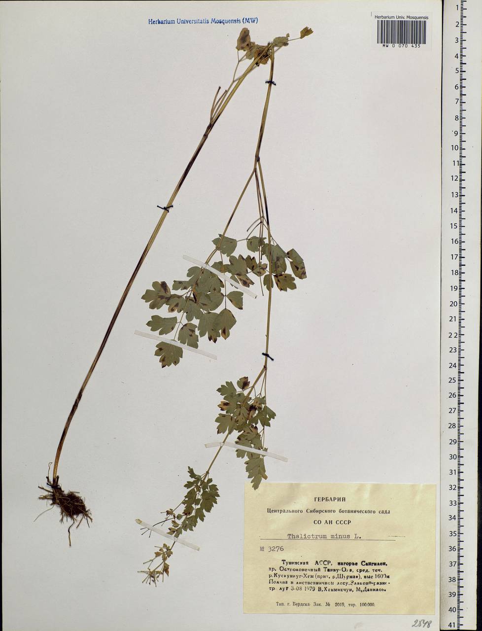 Thalictrum minus L., Siberia, Altai & Sayany Mountains (S2) (Russia)