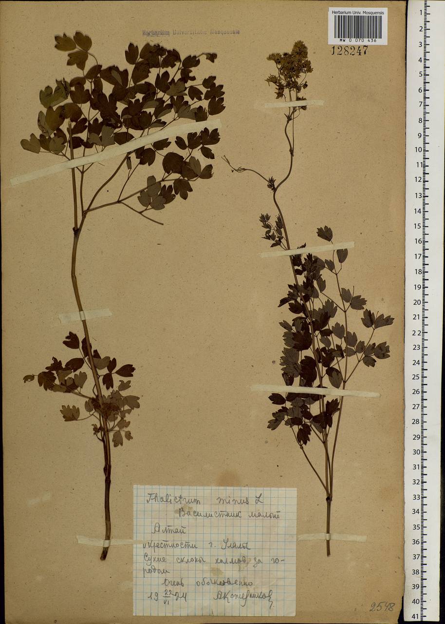 Thalictrum minus L., Siberia, Altai & Sayany Mountains (S2) (Russia)