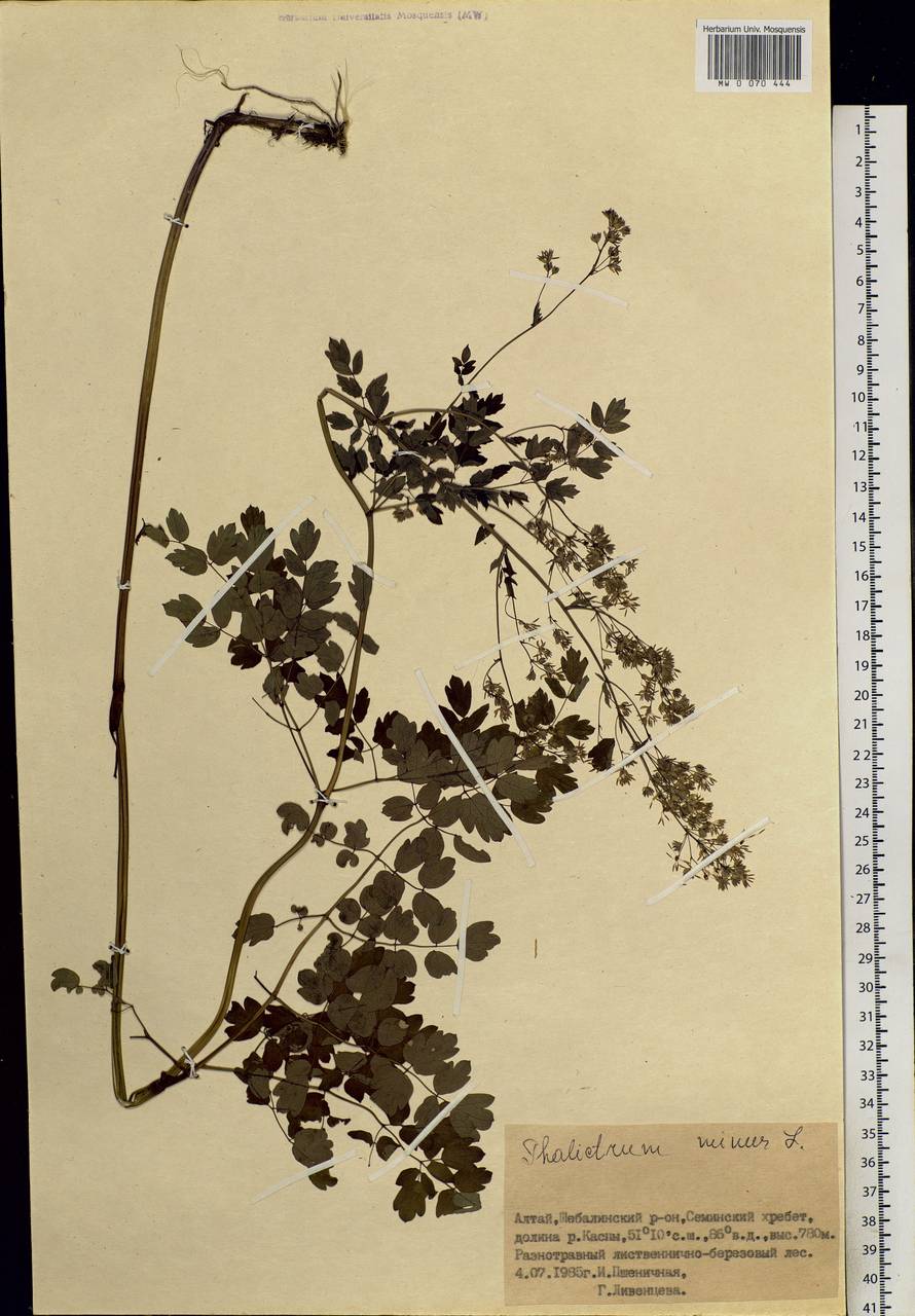 Thalictrum minus L., Siberia, Altai & Sayany Mountains (S2) (Russia)