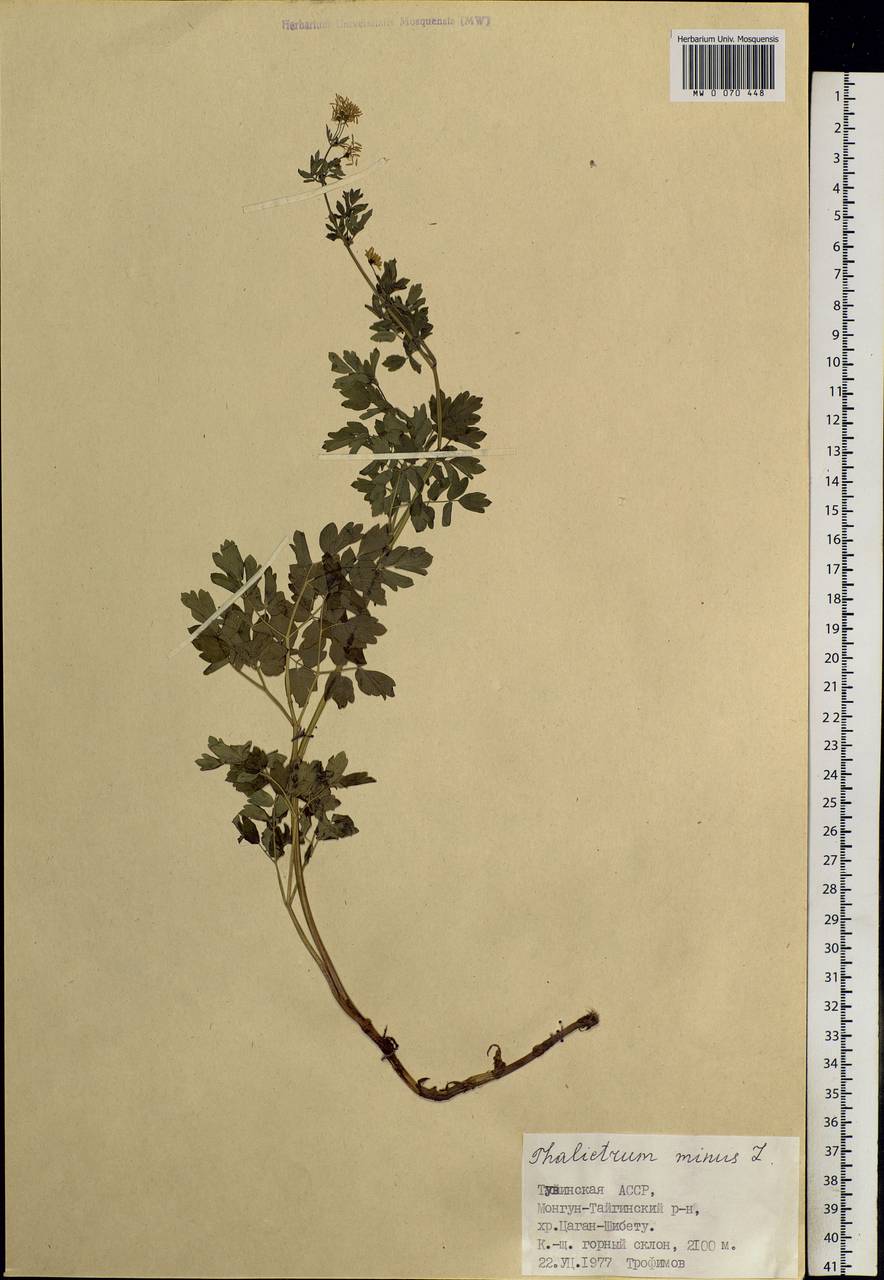 Thalictrum minus L., Siberia, Altai & Sayany Mountains (S2) (Russia)