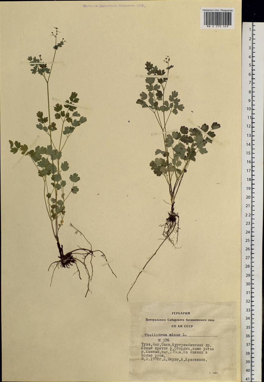 Thalictrum minus L., Siberia, Altai & Sayany Mountains (S2) (Russia)