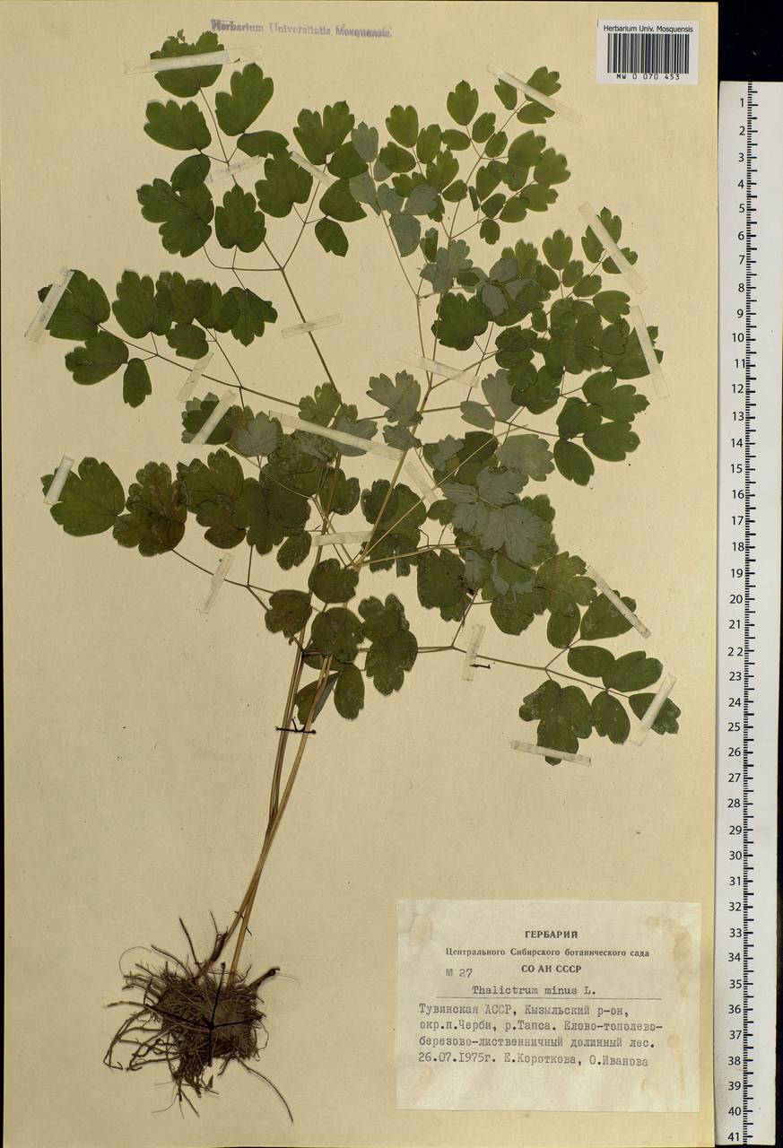 Thalictrum minus L., Siberia, Altai & Sayany Mountains (S2) (Russia)