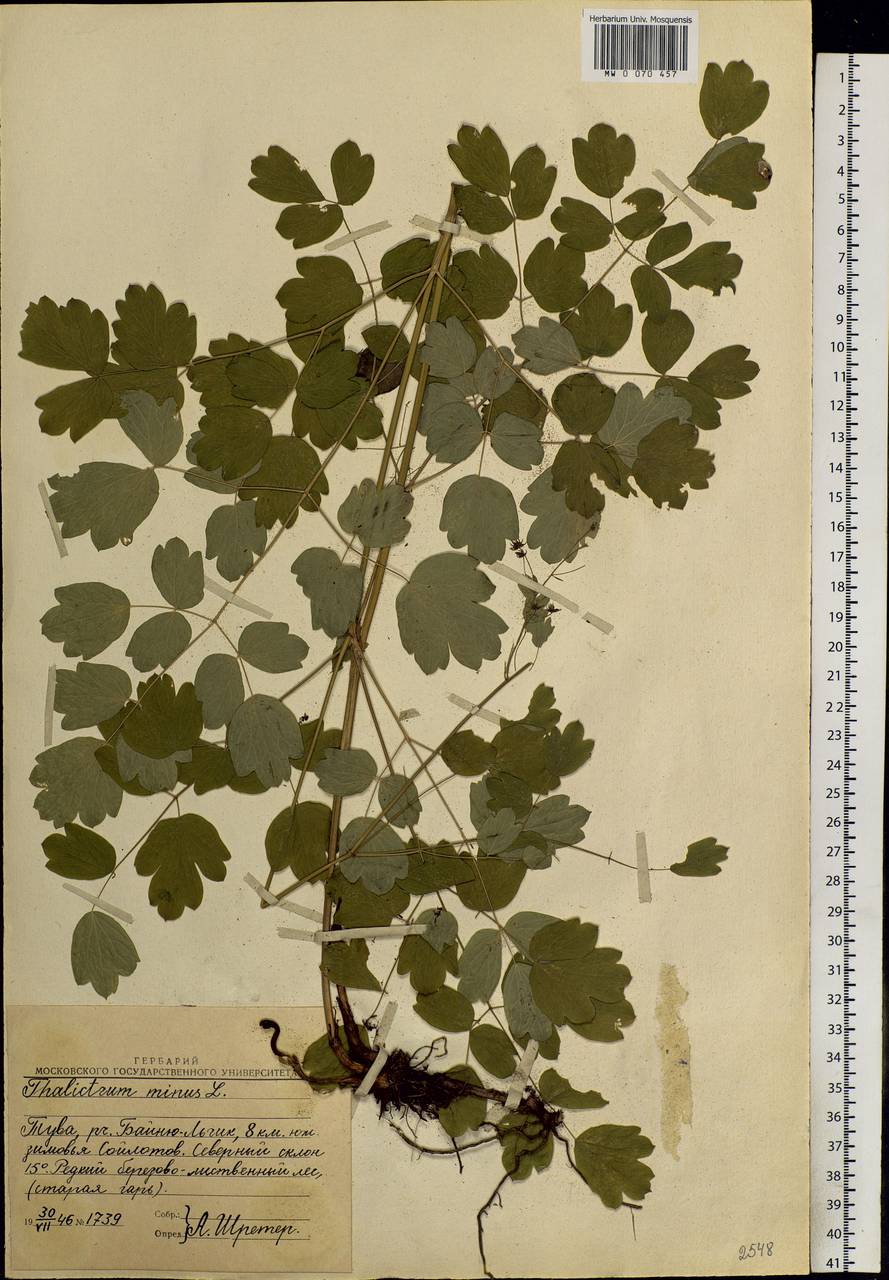 Thalictrum minus L., Siberia, Altai & Sayany Mountains (S2) (Russia)