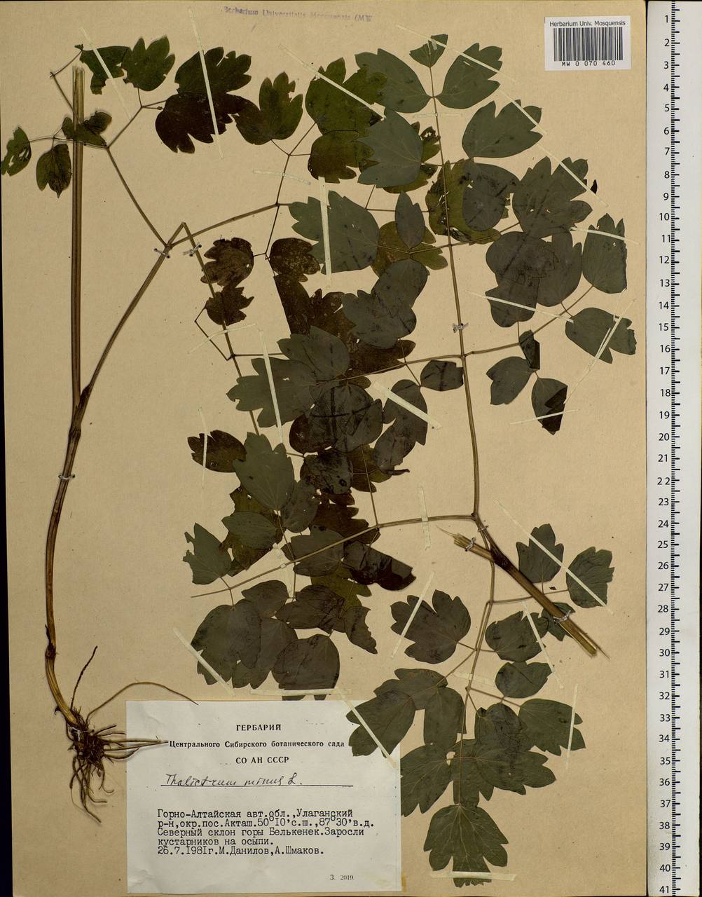 Thalictrum minus L., Siberia, Altai & Sayany Mountains (S2) (Russia)