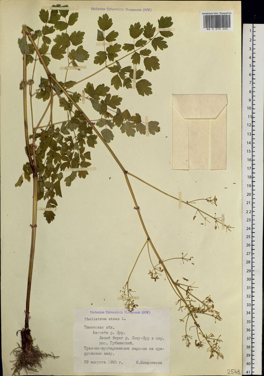 Thalictrum minus L., Siberia, Western Siberia (S1) (Russia)