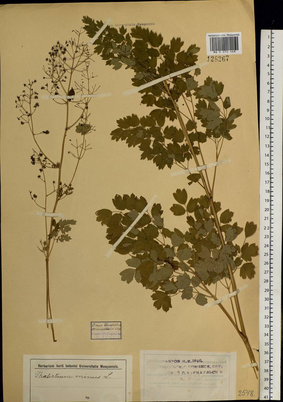 Thalictrum minus L., Siberia, Western Siberia (S1) (Russia)