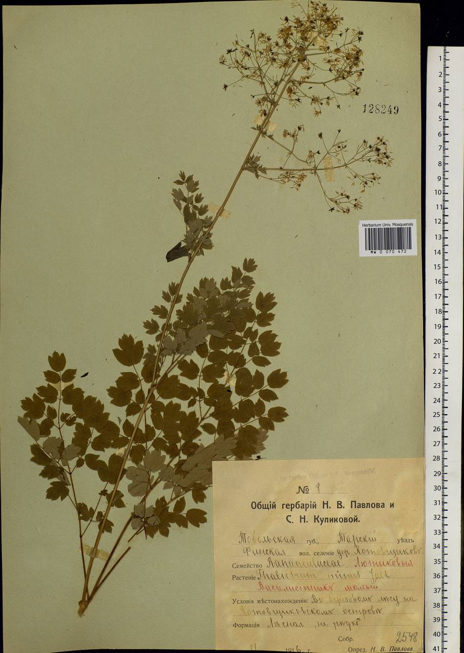 Thalictrum minus L., Siberia, Western Siberia (S1) (Russia)