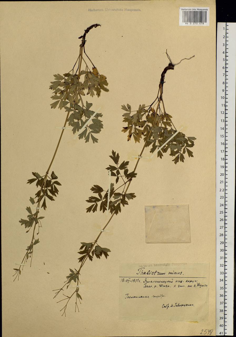 Thalictrum minus L., Siberia, Western Siberia (S1) (Russia)