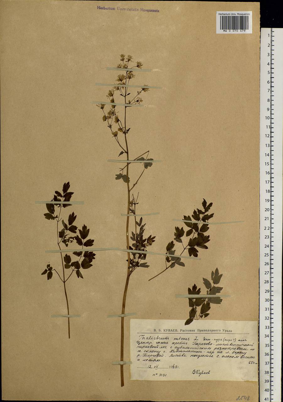 Thalictrum minus L., Siberia, Western Siberia (S1) (Russia)