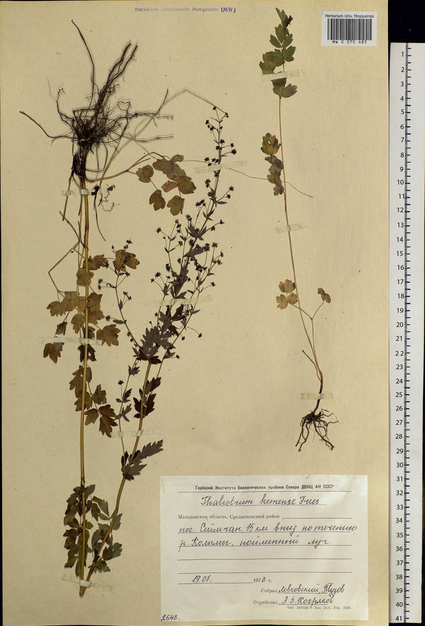 Thalictrum minus subsp. elatum (Jacq.) Stoj. & Stef., Siberia, Chukotka & Kamchatka (S7) (Russia)