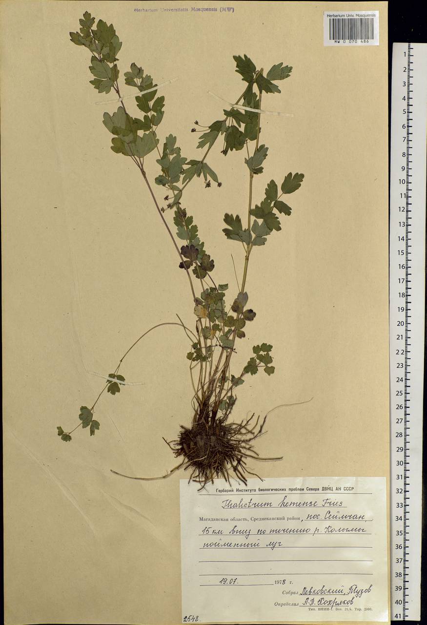 Thalictrum minus subsp. elatum (Jacq.) Stoj. & Stef., Siberia, Chukotka & Kamchatka (S7) (Russia)