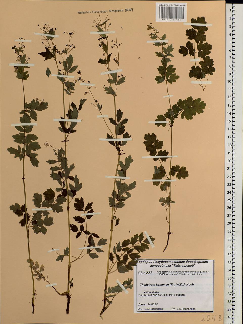 Thalictrum minus subsp. elatum (Jacq.) Stoj. & Stef., Siberia, Central Siberia (S3) (Russia)