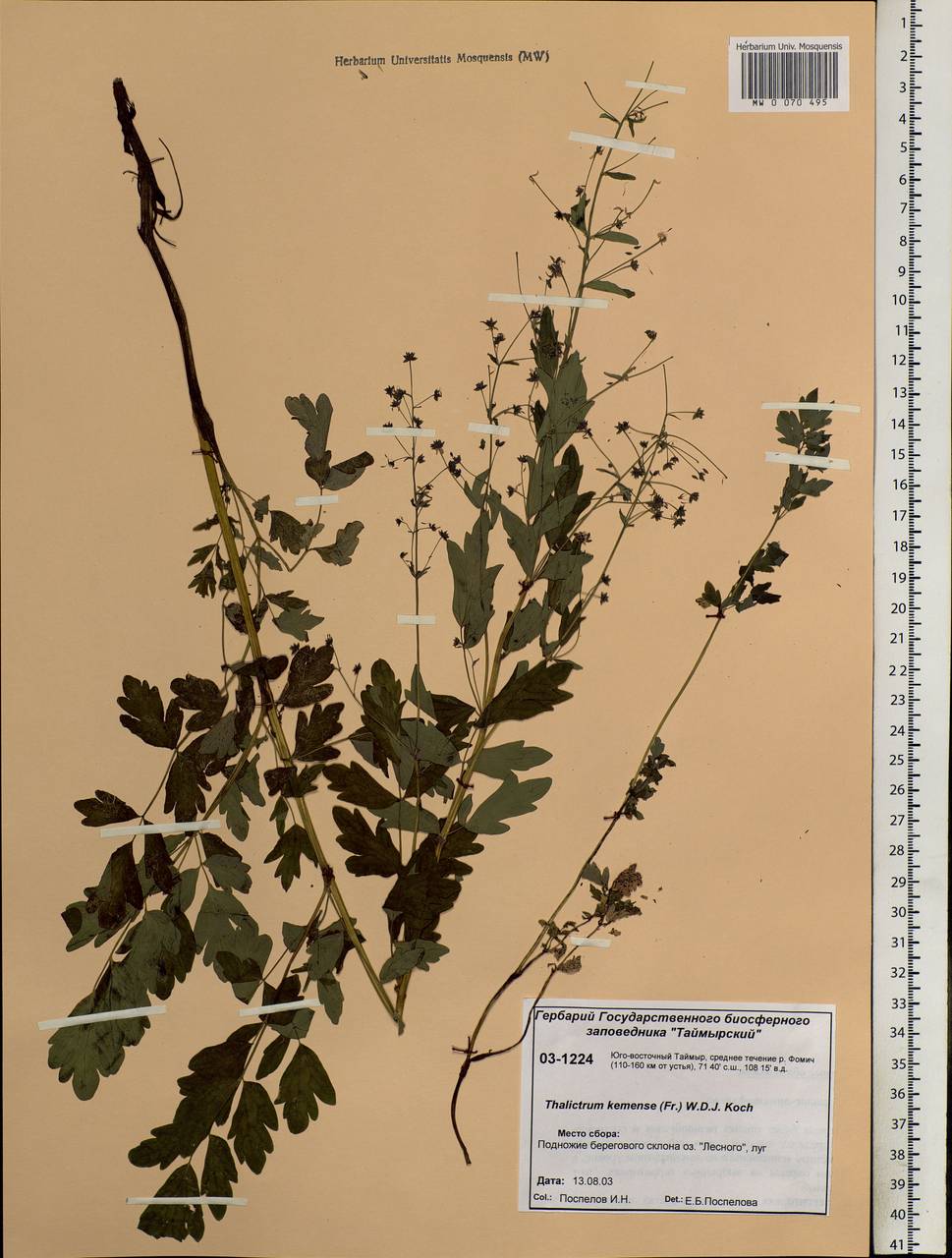 Thalictrum minus subsp. elatum (Jacq.) Stoj. & Stef., Siberia, Central Siberia (S3) (Russia)