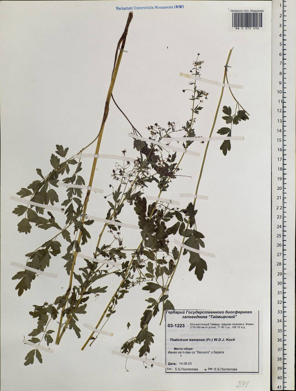 Thalictrum minus subsp. elatum (Jacq.) Stoj. & Stef., Siberia, Central Siberia (S3) (Russia)