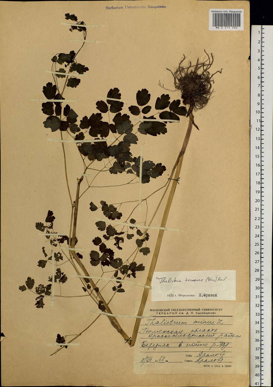 Thalictrum minus subsp. elatum (Jacq.) Stoj. & Stef., Siberia, Western Siberia (S1) (Russia)