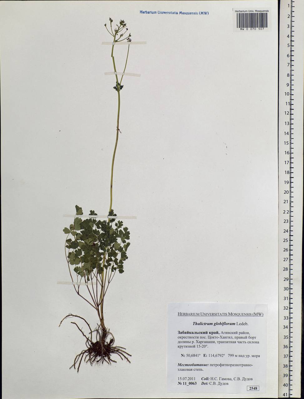 Thalictrum minus subsp. elatum (Jacq.) Stoj. & Stef., Siberia, Baikal & Transbaikal region (S4) (Russia)