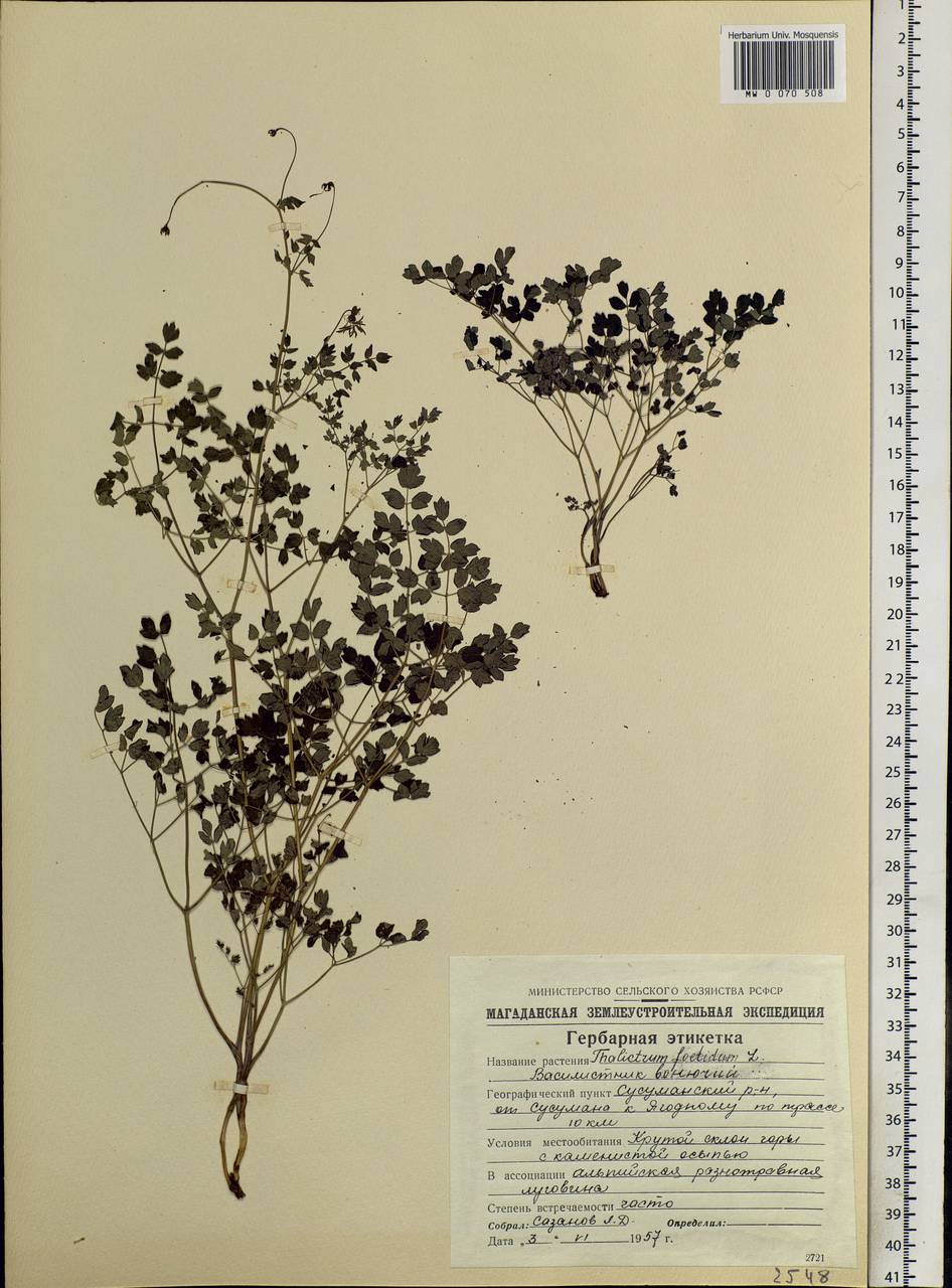 Thalictrum foetidum L., Siberia, Chukotka & Kamchatka (S7) (Russia)