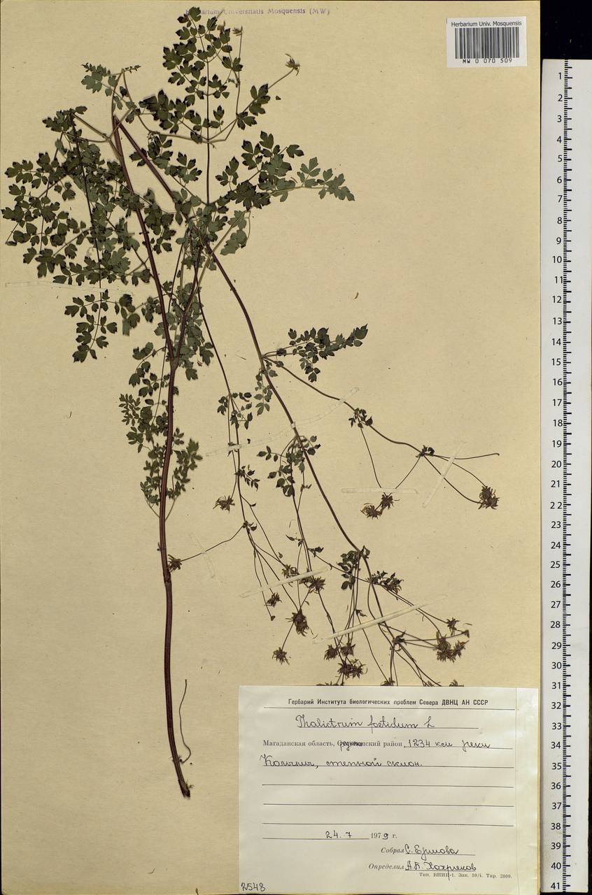 Thalictrum foetidum L., Siberia, Chukotka & Kamchatka (S7) (Russia)
