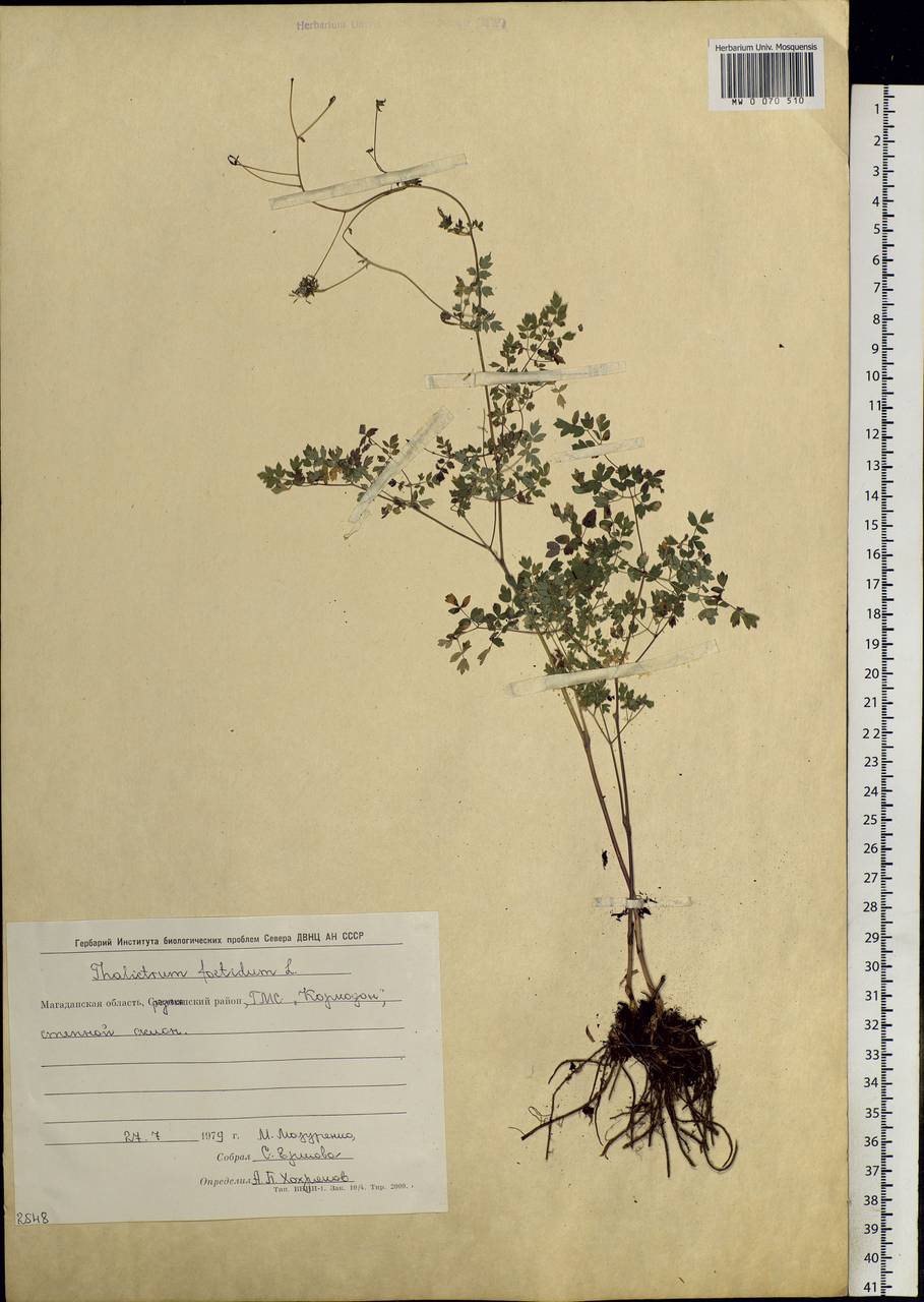 Thalictrum foetidum L., Siberia, Chukotka & Kamchatka (S7) (Russia)