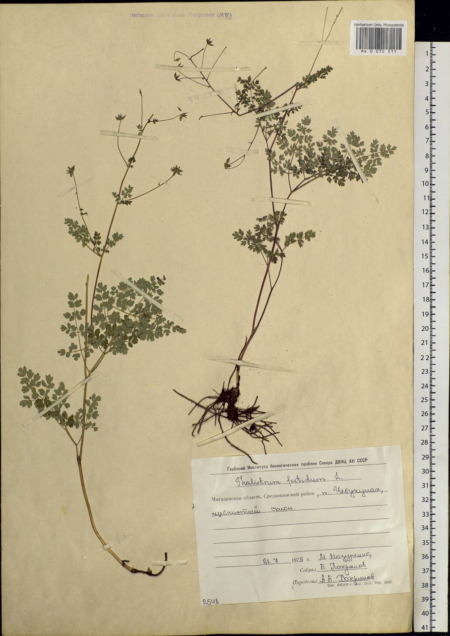 Thalictrum foetidum L., Siberia, Chukotka & Kamchatka (S7) (Russia)
