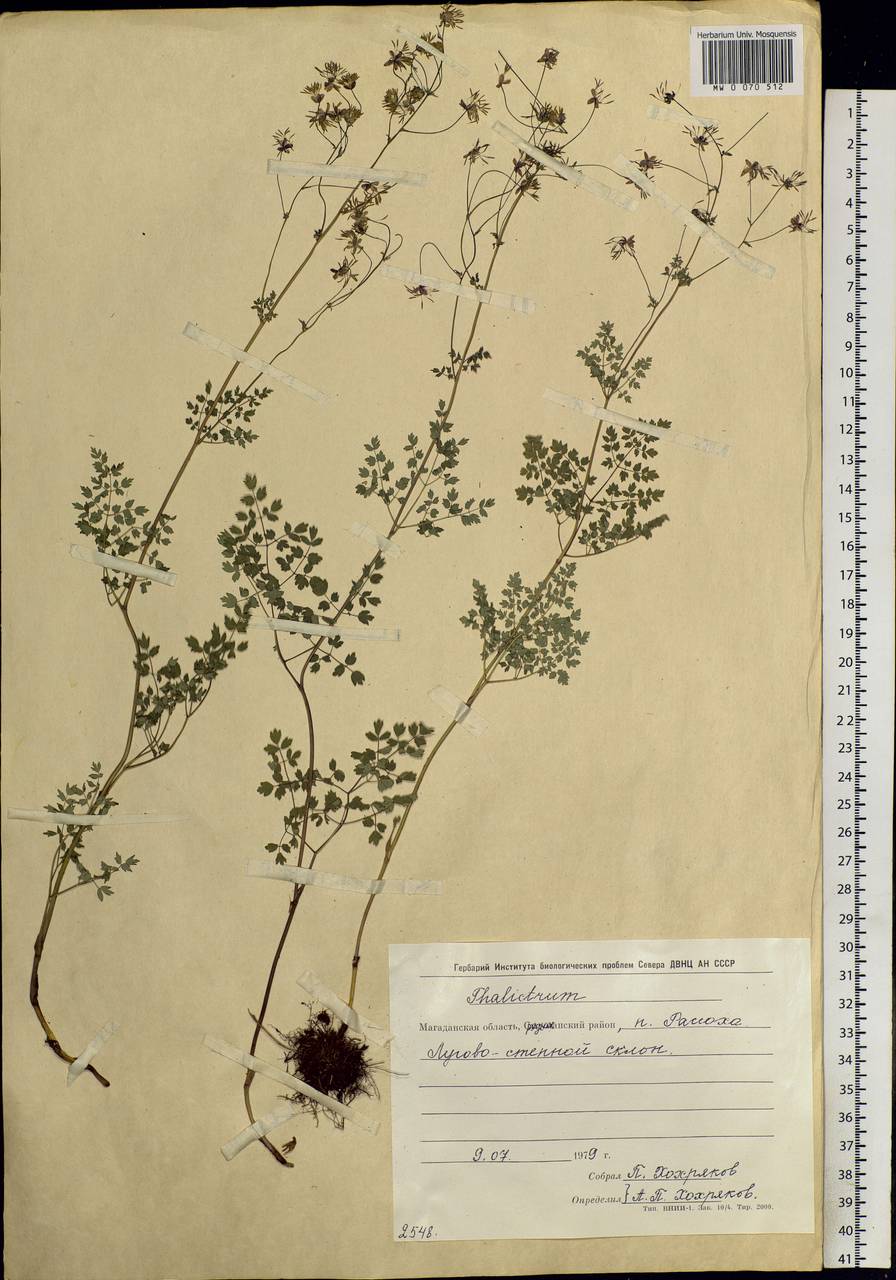 Thalictrum foetidum L., Siberia, Chukotka & Kamchatka (S7) (Russia)