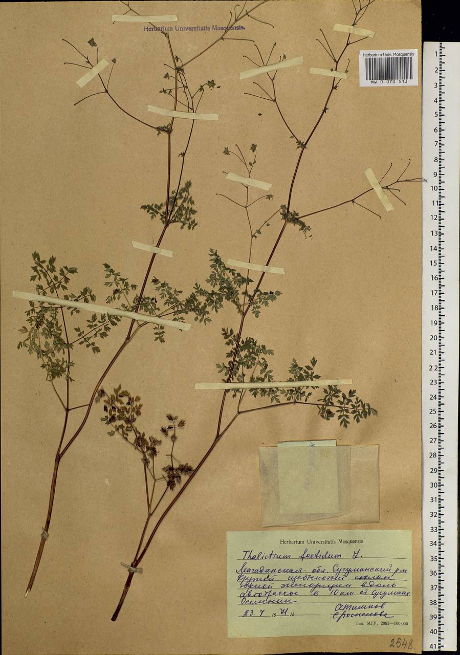 Thalictrum foetidum L., Siberia, Chukotka & Kamchatka (S7) (Russia)