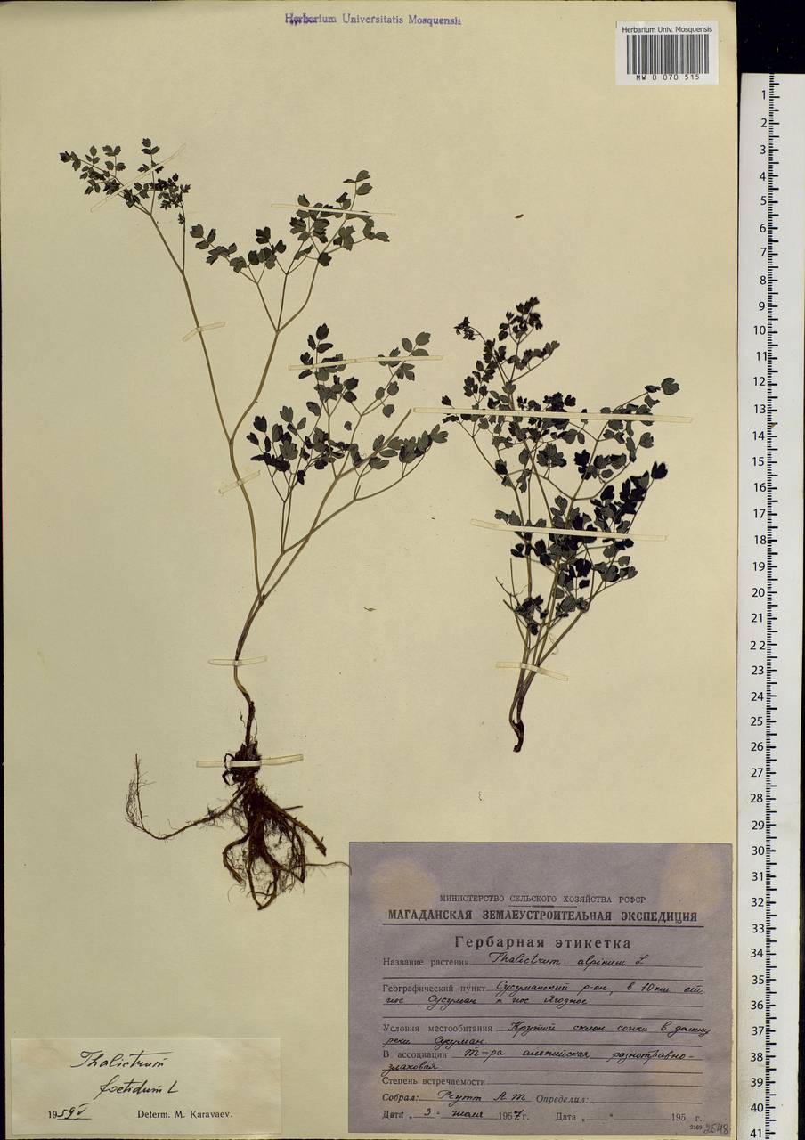 Thalictrum foetidum L., Siberia, Chukotka & Kamchatka (S7) (Russia)