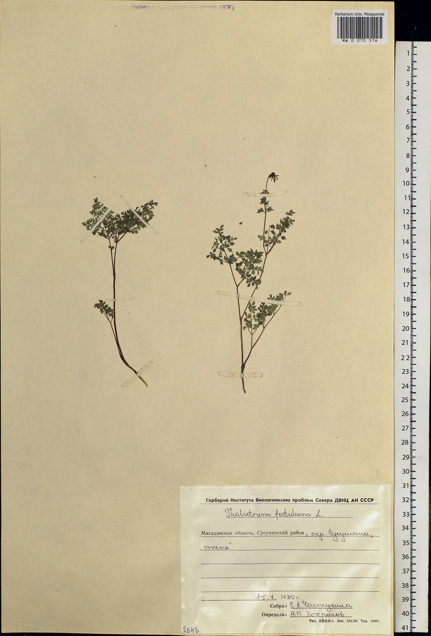 Thalictrum foetidum L., Siberia, Chukotka & Kamchatka (S7) (Russia)