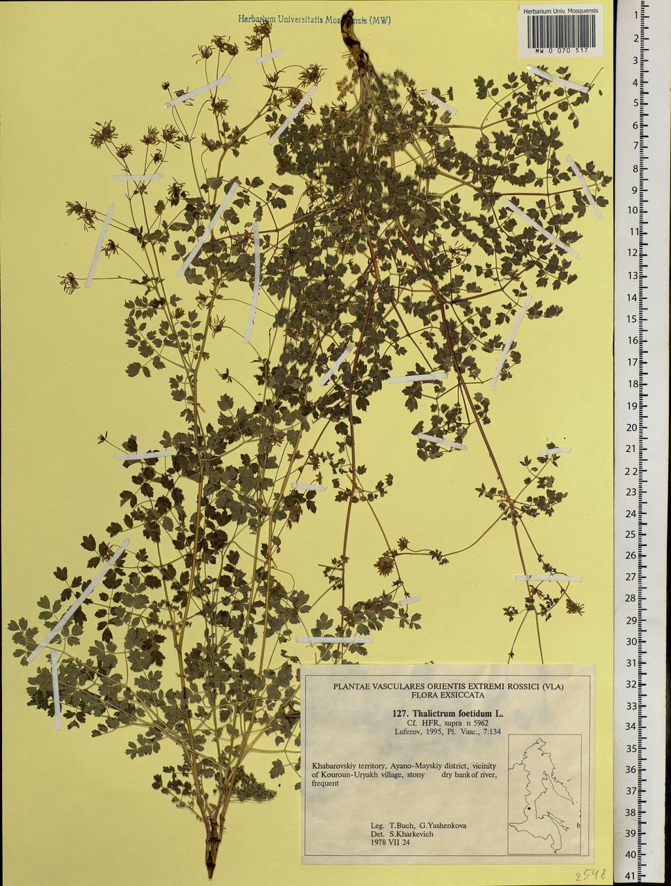 Thalictrum foetidum L., Siberia, Russian Far East (S6) (Russia)