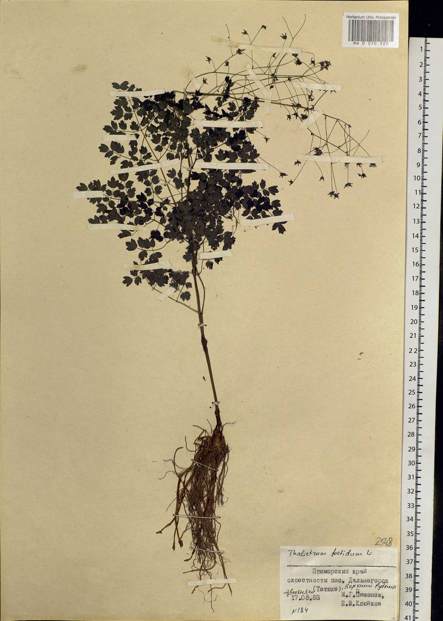 Thalictrum foetidum L., Siberia, Russian Far East (S6) (Russia)