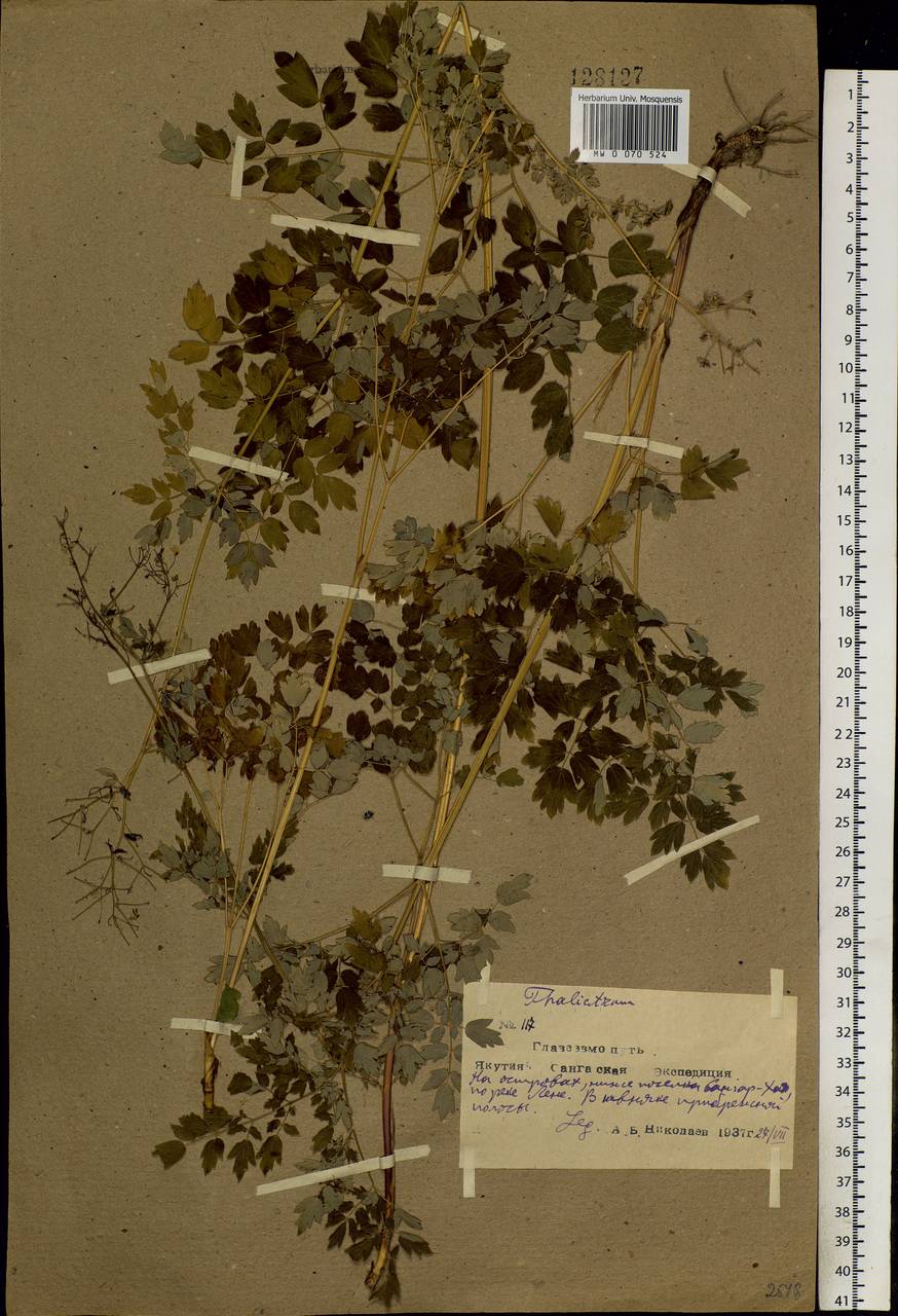 Thalictrum foetidum L., Siberia, Yakutia (S5) (Russia)