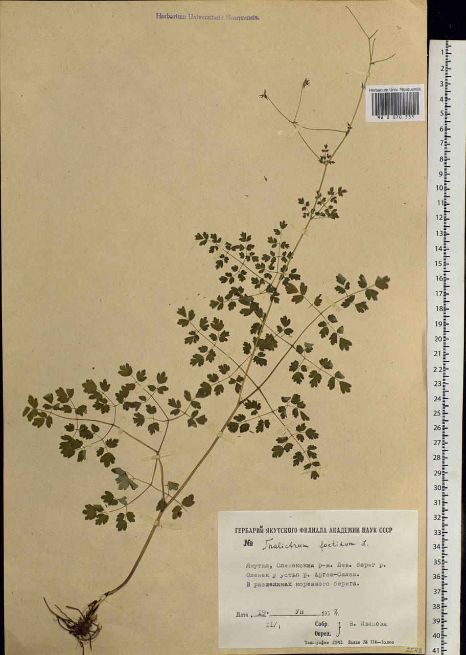 Thalictrum foetidum L., Siberia, Yakutia (S5) (Russia)