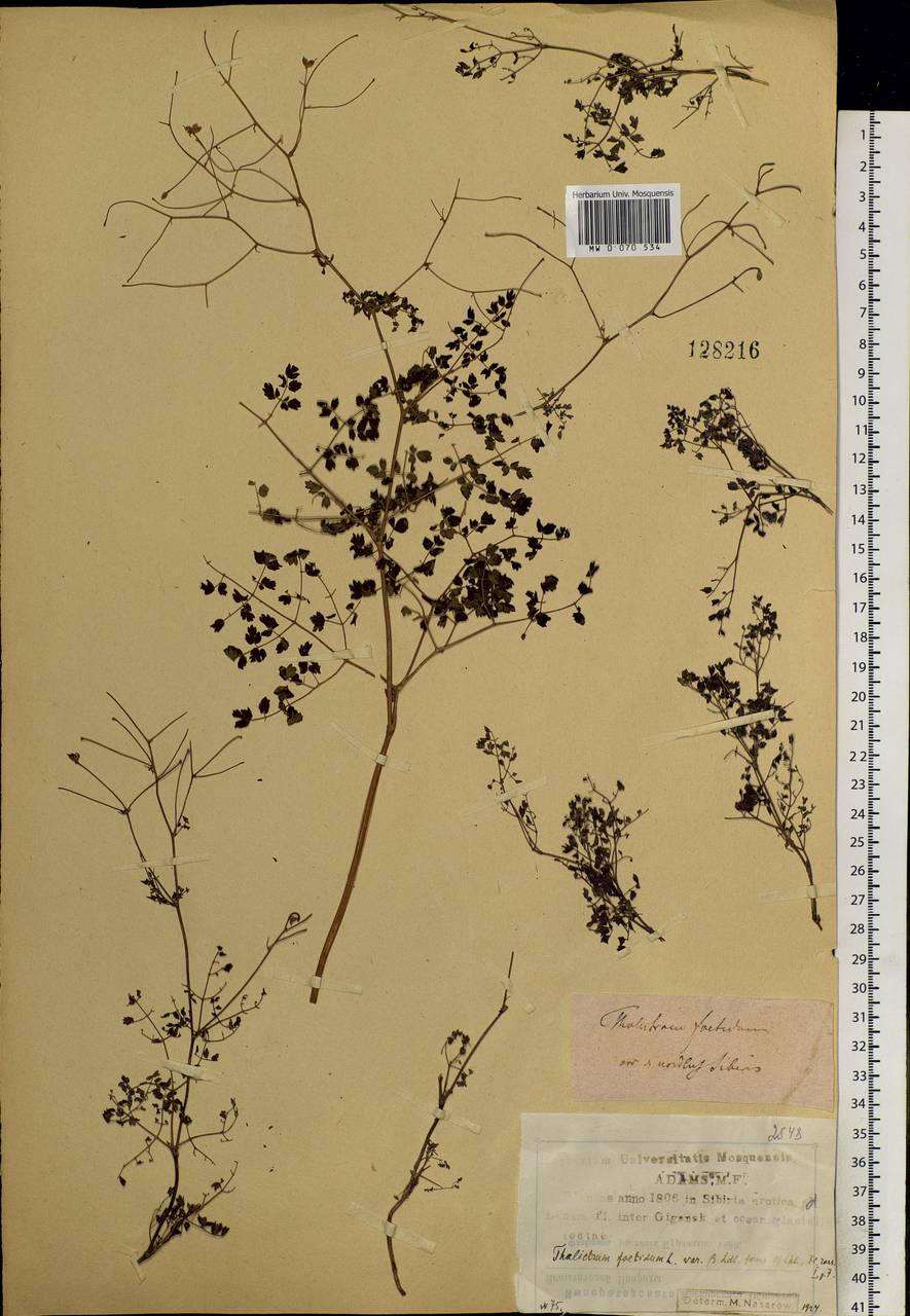 Thalictrum foetidum L., Siberia, Yakutia (S5) (Russia)