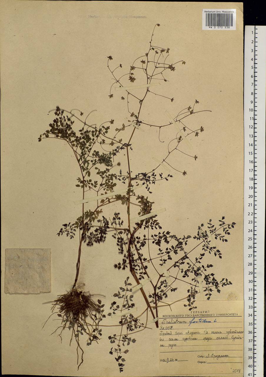 Thalictrum foetidum L., Siberia, Yakutia (S5) (Russia)