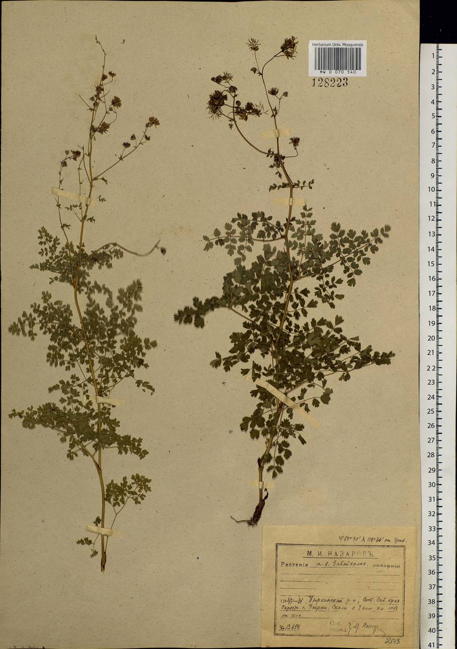 Thalictrum foetidum L., Siberia, Baikal & Transbaikal region (S4) (Russia)