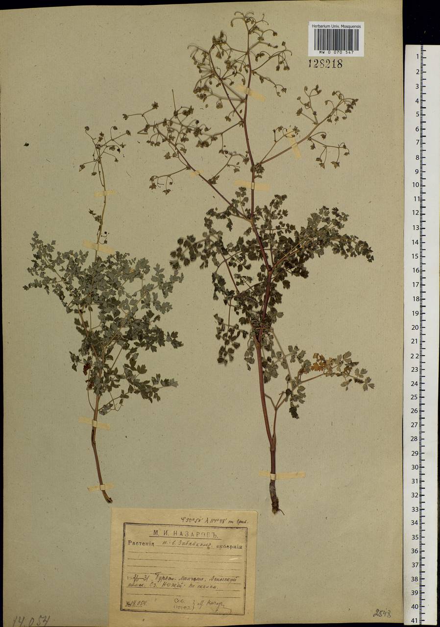 Thalictrum foetidum L., Siberia, Baikal & Transbaikal region (S4) (Russia)