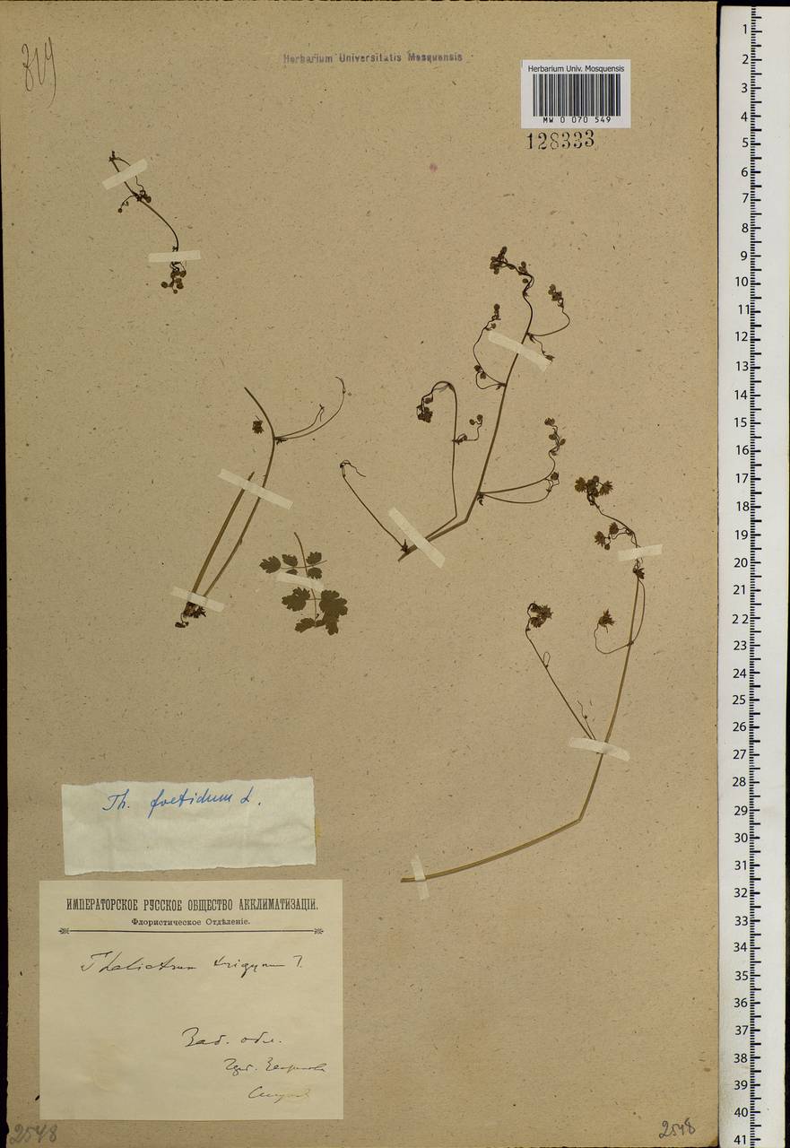 Thalictrum foetidum L., Siberia, Baikal & Transbaikal region (S4) (Russia)