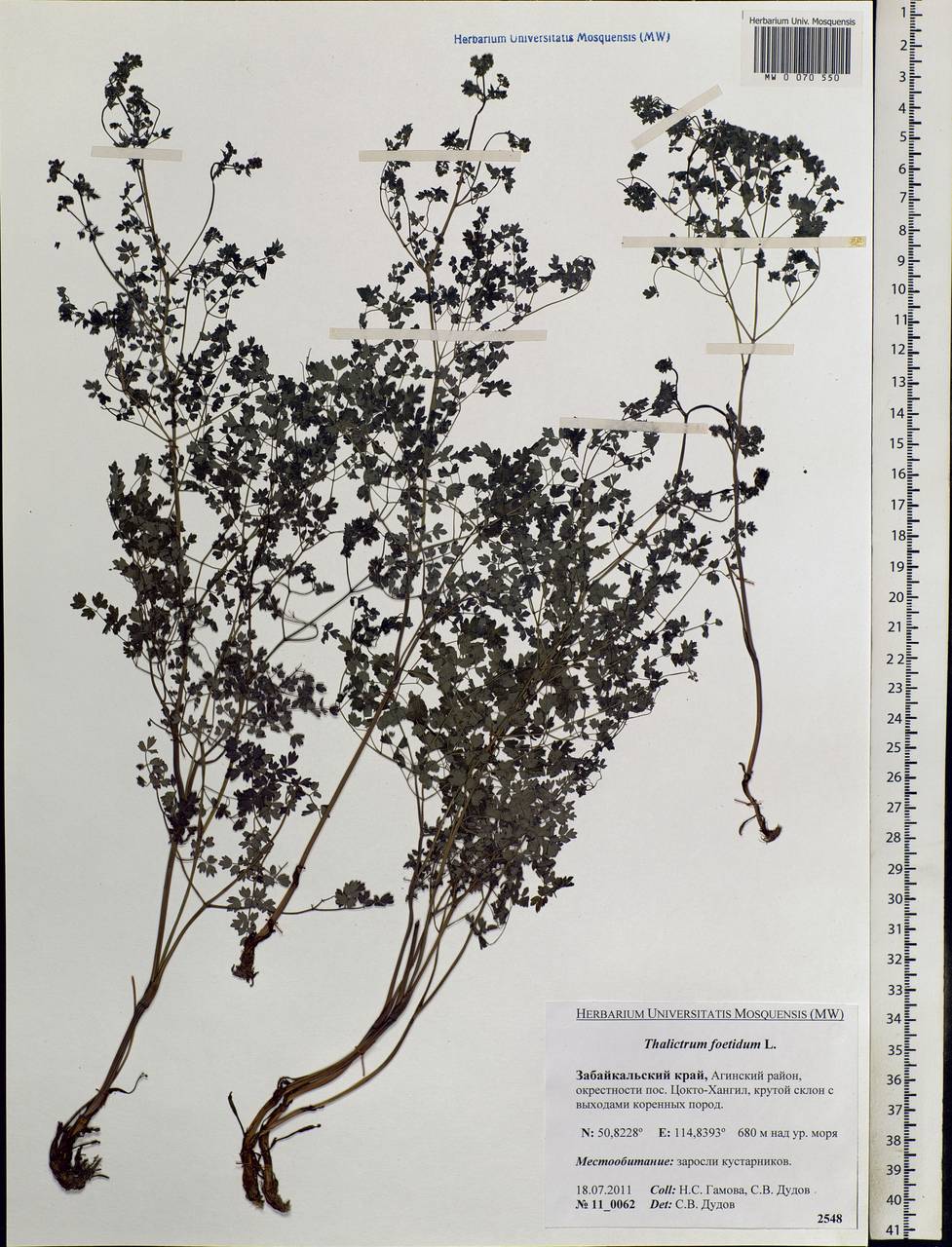 Thalictrum foetidum L., Siberia, Baikal & Transbaikal region (S4) (Russia)