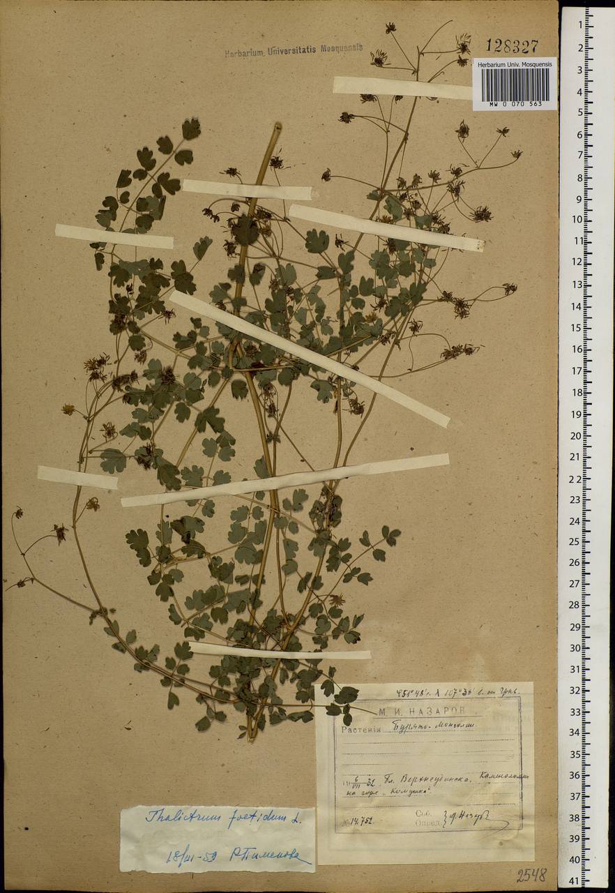 Thalictrum foetidum L., Siberia, Baikal & Transbaikal region (S4) (Russia)