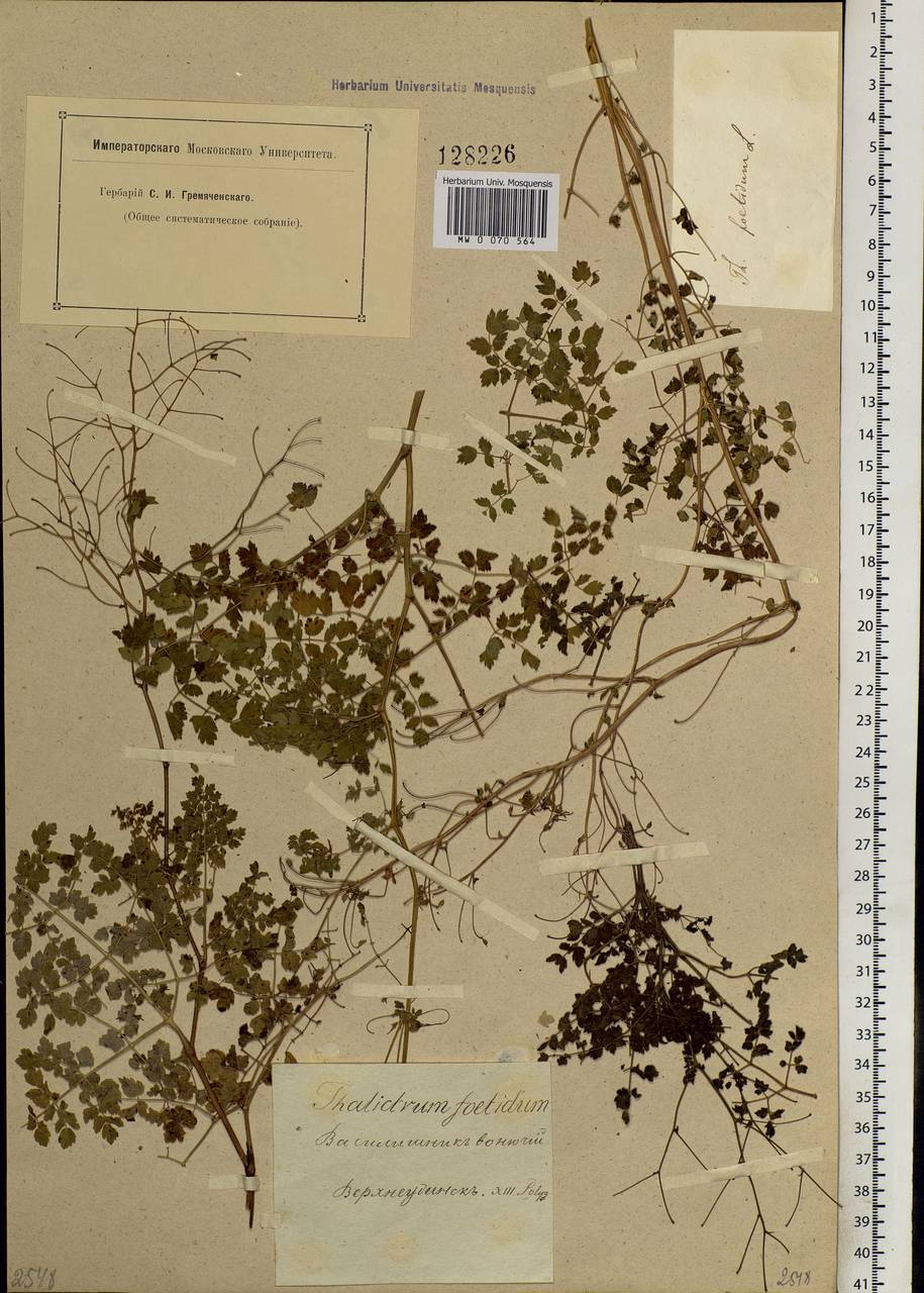 Thalictrum foetidum L., Siberia, Baikal & Transbaikal region (S4) (Russia)