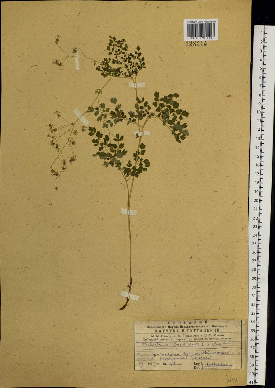 Thalictrum foetidum L., Siberia, Central Siberia (S3) (Russia)