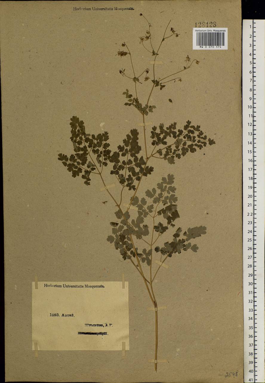 Thalictrum foetidum L., Siberia, Western (Kazakhstan) Altai Mountains (S2a) (Kazakhstan)