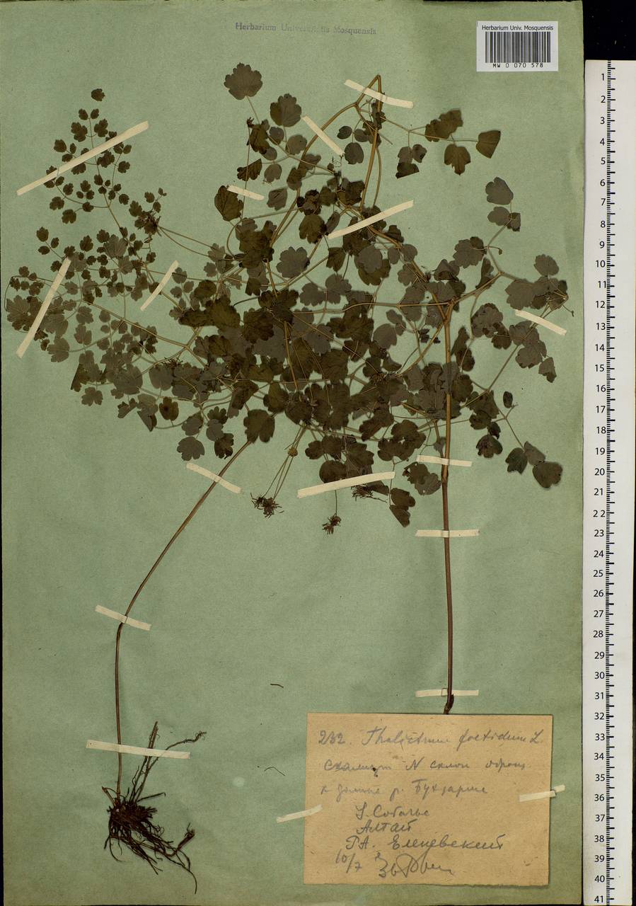 Thalictrum foetidum L., Siberia, Western (Kazakhstan) Altai Mountains (S2a) (Kazakhstan)