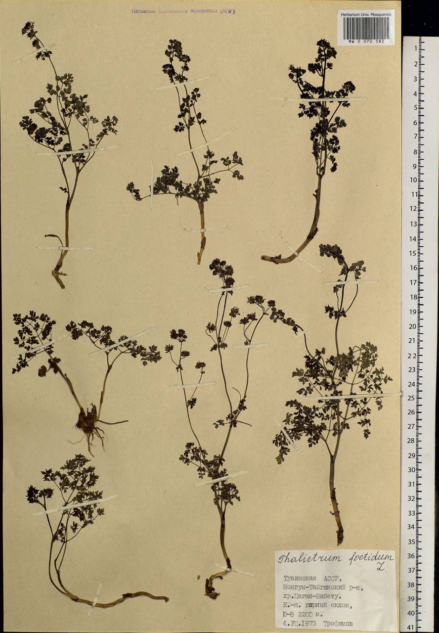 Thalictrum foetidum L., Siberia, Altai & Sayany Mountains (S2) (Russia)